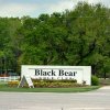 Black Bear